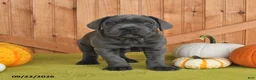 Cane Corso dogs for sale: Captin - Ad 5
