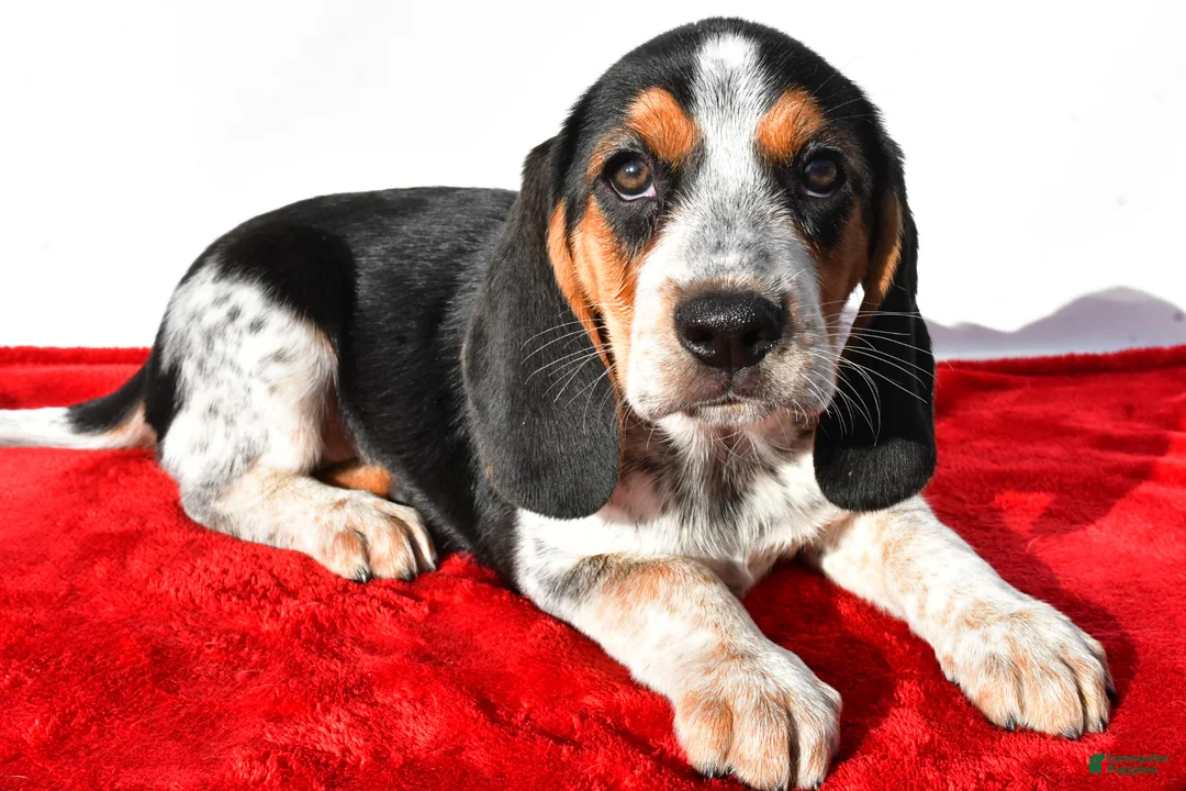 Beagle dogs for sale: Maria - Ad 6