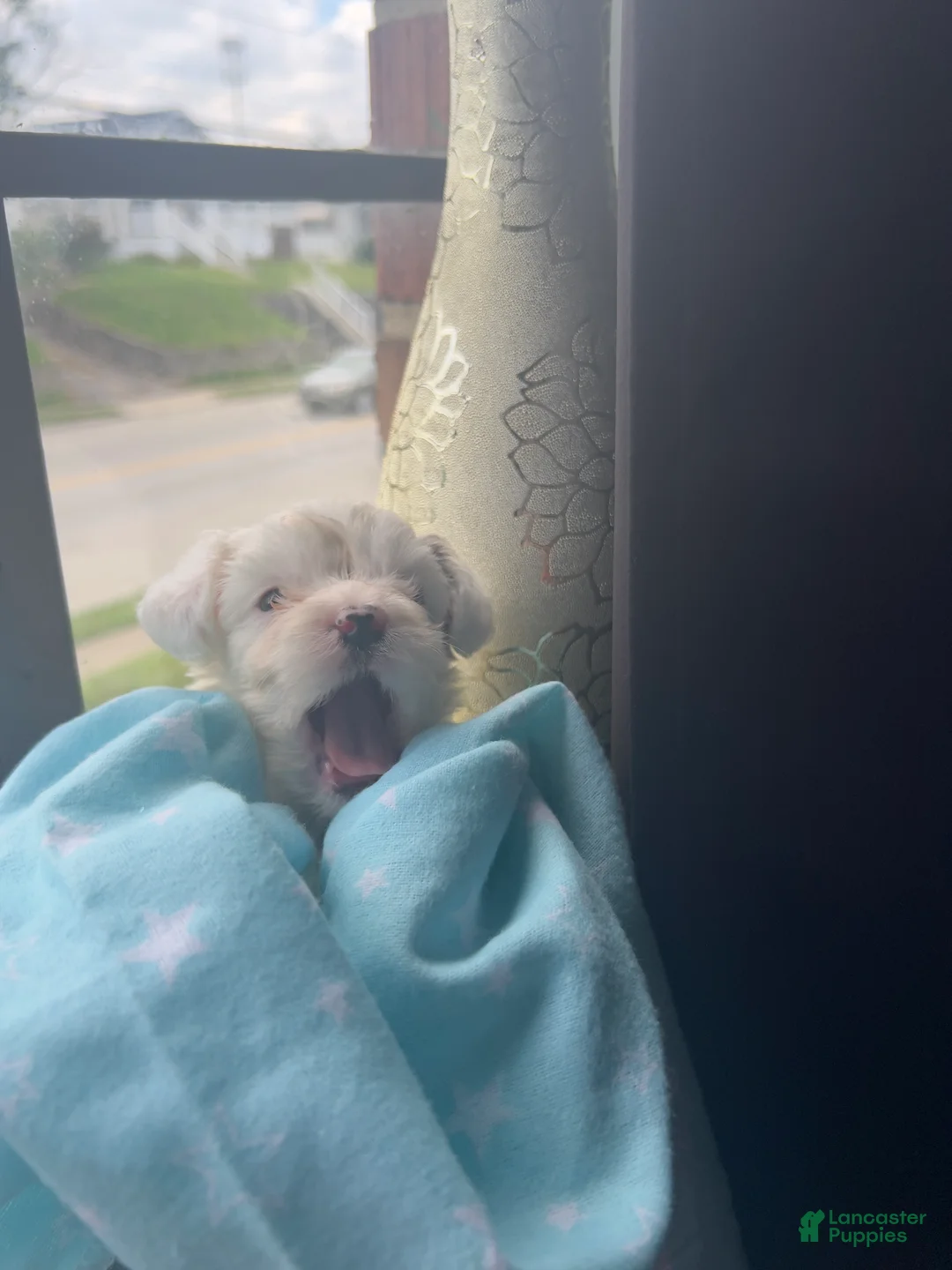 Mixed Breed dogs for sale: Pearl - Ad 2