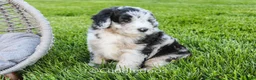 Sheepadoodle dogs for sale: Zinnia - Ad 4