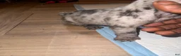 French Bulldog dogs for sale: French Bulldog 1 - Ad 14