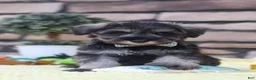 Miniature Schnauzer dogs for sale: Harley - Ad 6