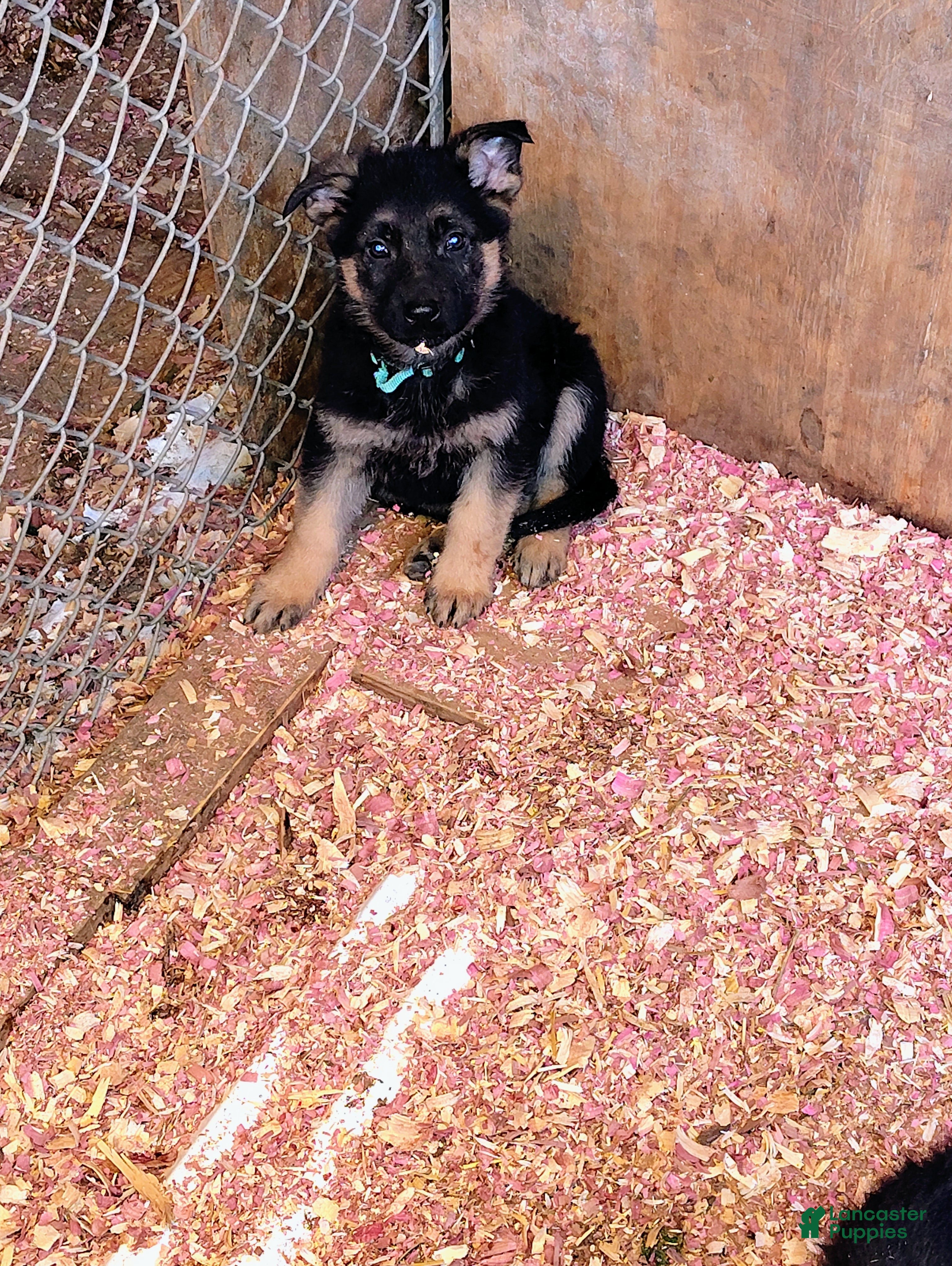 German Shepherd dogs Rocio  - Ad 18