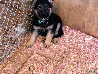 German Shepherd dogs Rocio - Ad 18