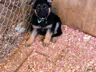 German Shepherd dogs Rocio - Ad 16