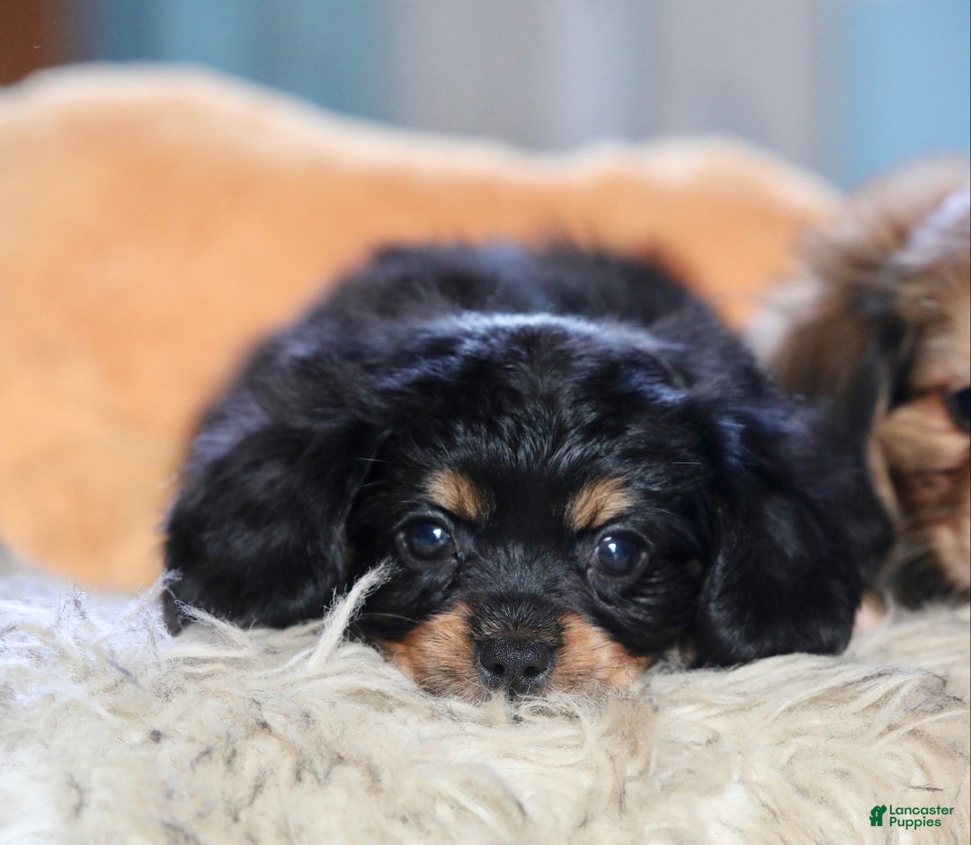 Mixed Breed dogs for sale: Cavalon Midnight - Ad 9