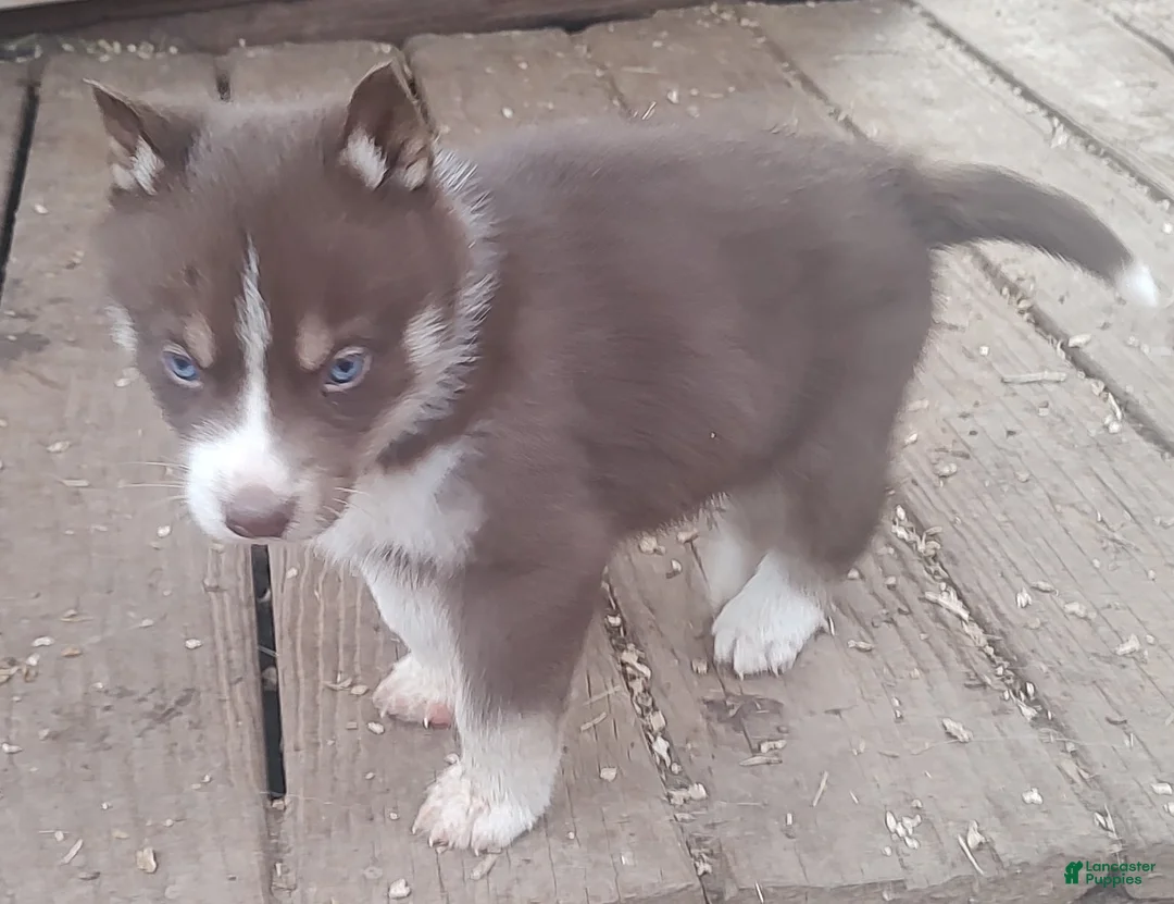 Siberian Husky dogs for sale: Siberian Husky Puppy 1 - Ad 2