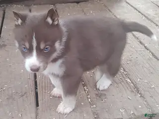 Siberian Husky dogs Siberian Husky Puppy 1 - Ad 17