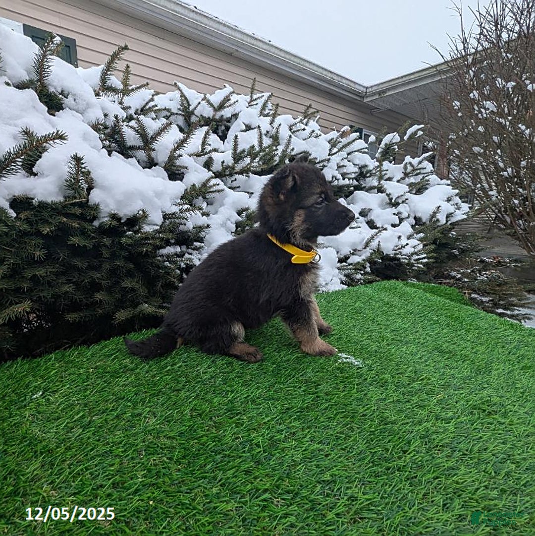 German Shepherd dogs for sale: Cindy - Ad 3