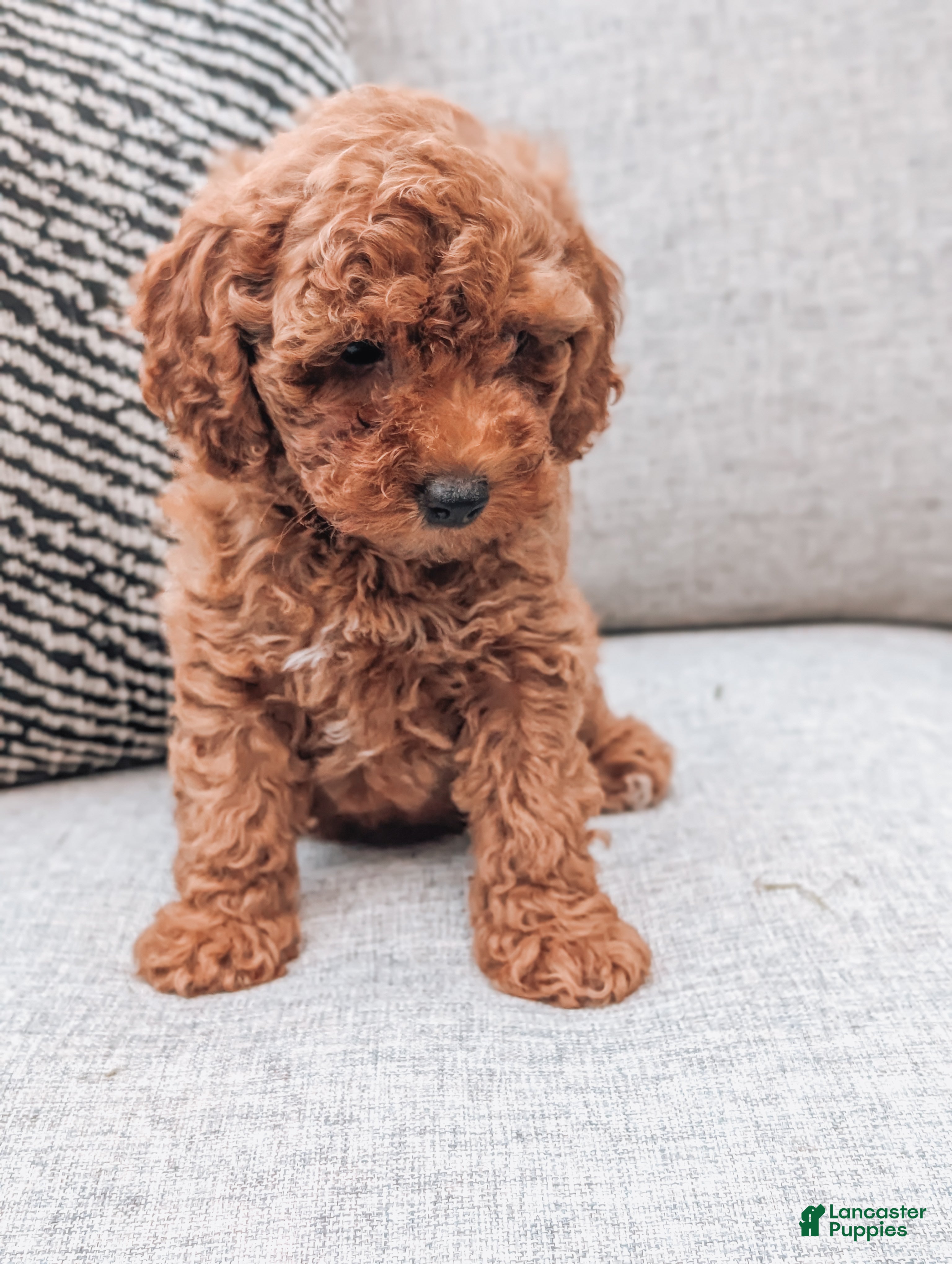 Miniature Poodle dogs Bella - Ad 1