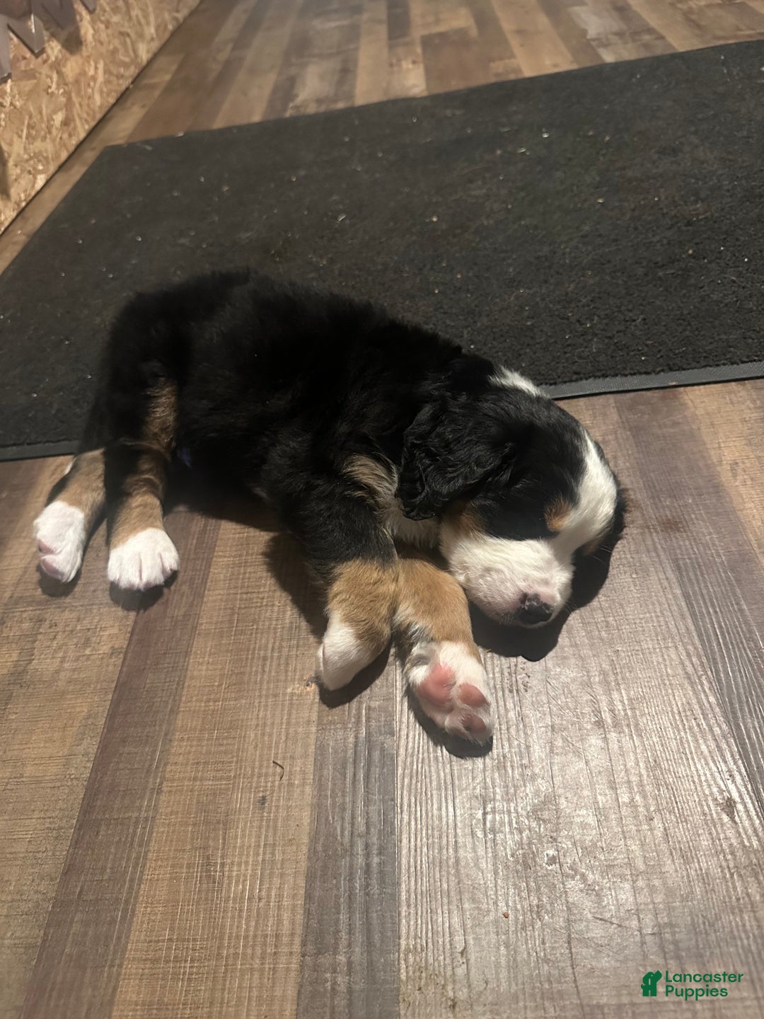 Bernese Mountain Dog dogs for sale: Holly - Ad 4