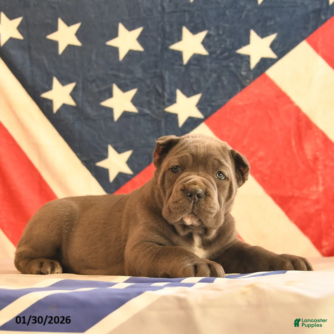 Cane Corso dogs for sale: Isabelle  - Ad 5