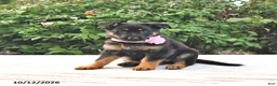 German Shepherd dogs for sale: Amber - Ad 4