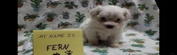 Maltipoo dogs for sale: Fern - Ad 5