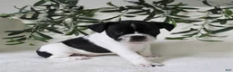 Frenchton dogs for sale: Cooper  - Ad 5