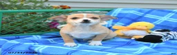 Mixed Breed dogs for sale: Thunder - Ad 2