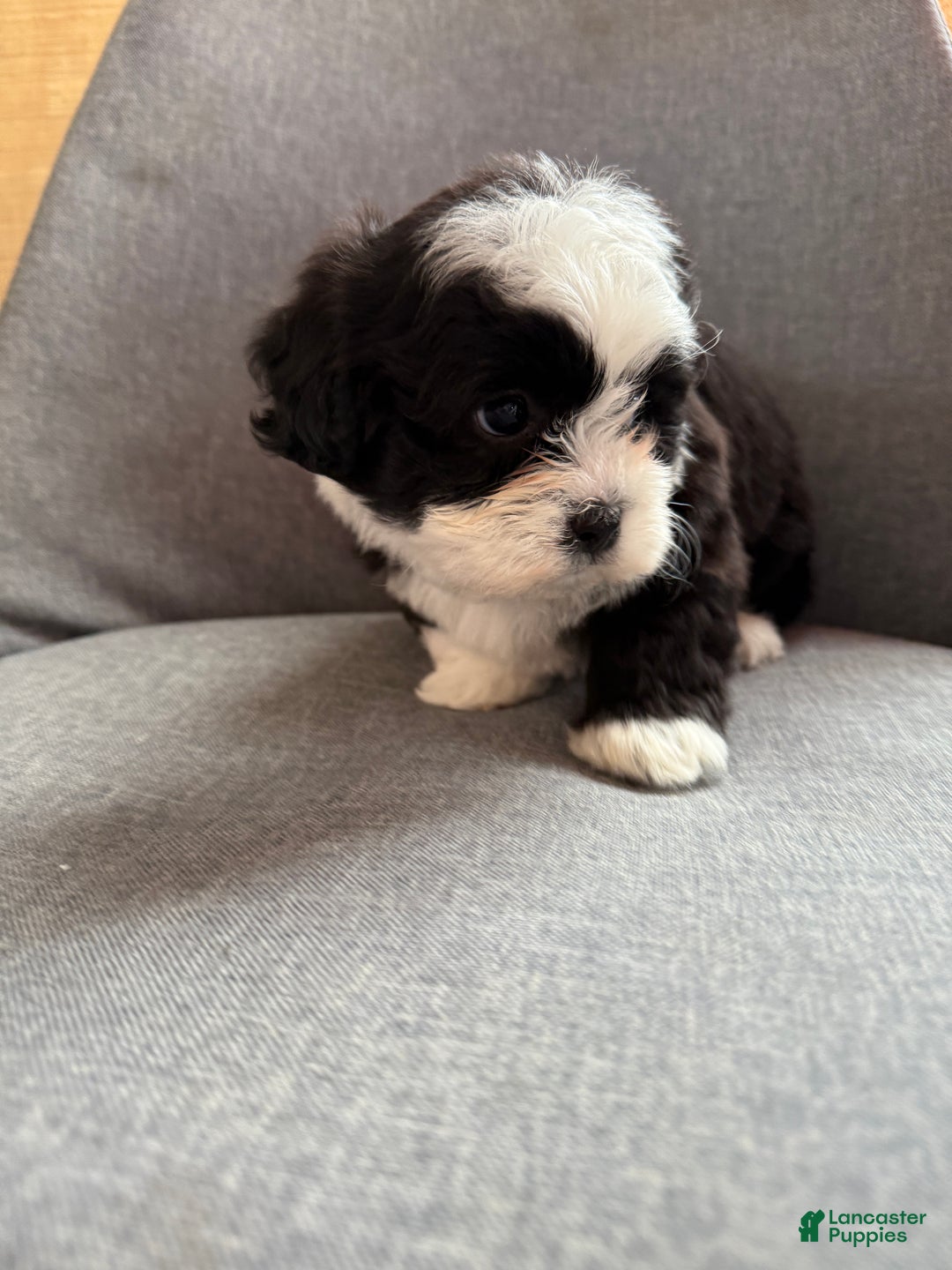 Teddy Bear dogs for sale: Stella - Ad 9