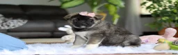 Akita dogs for sale: Callie - Ad 3