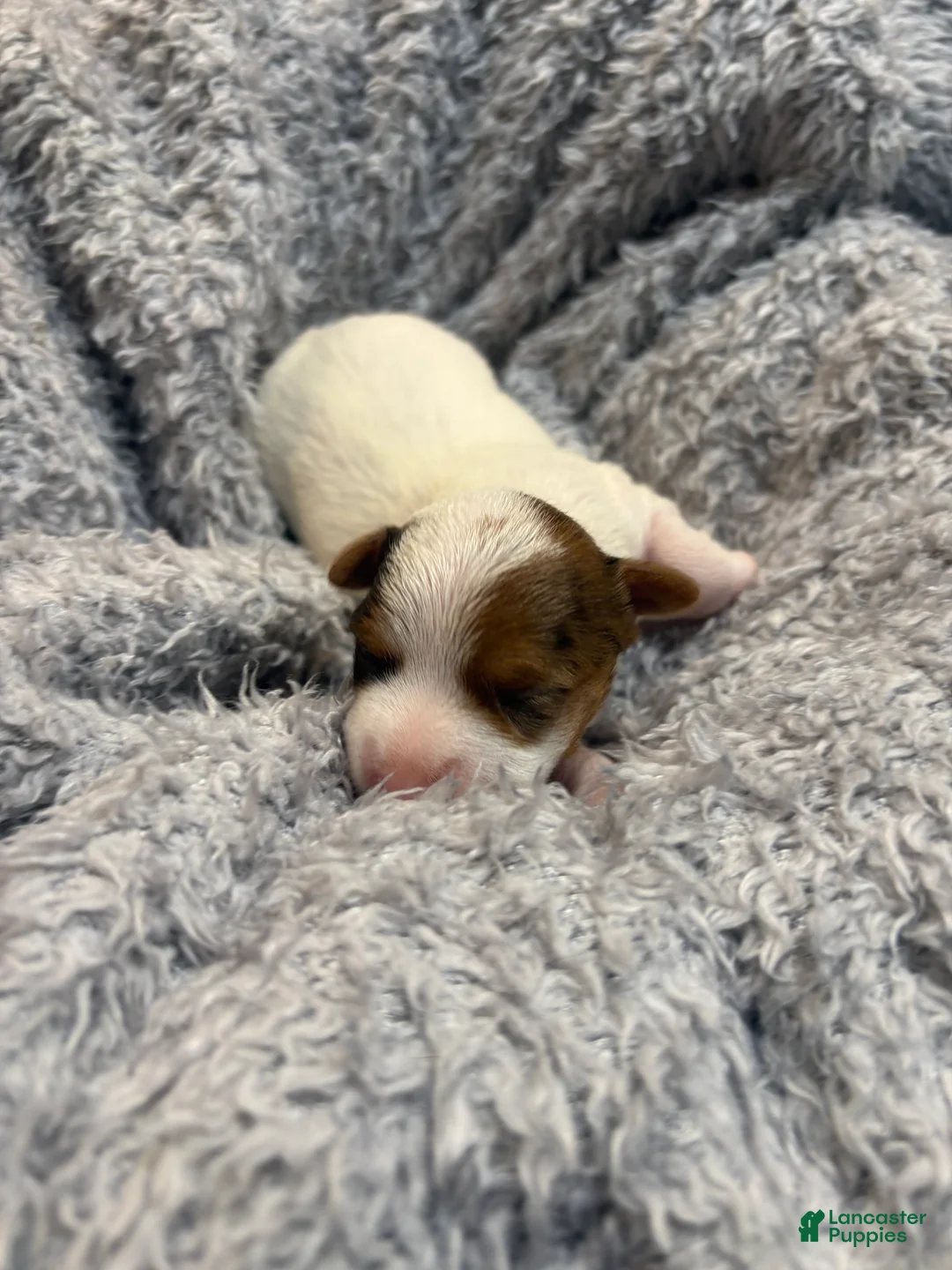 Yorkshire Terrier dogs for sale: Apple baby - Ad 2