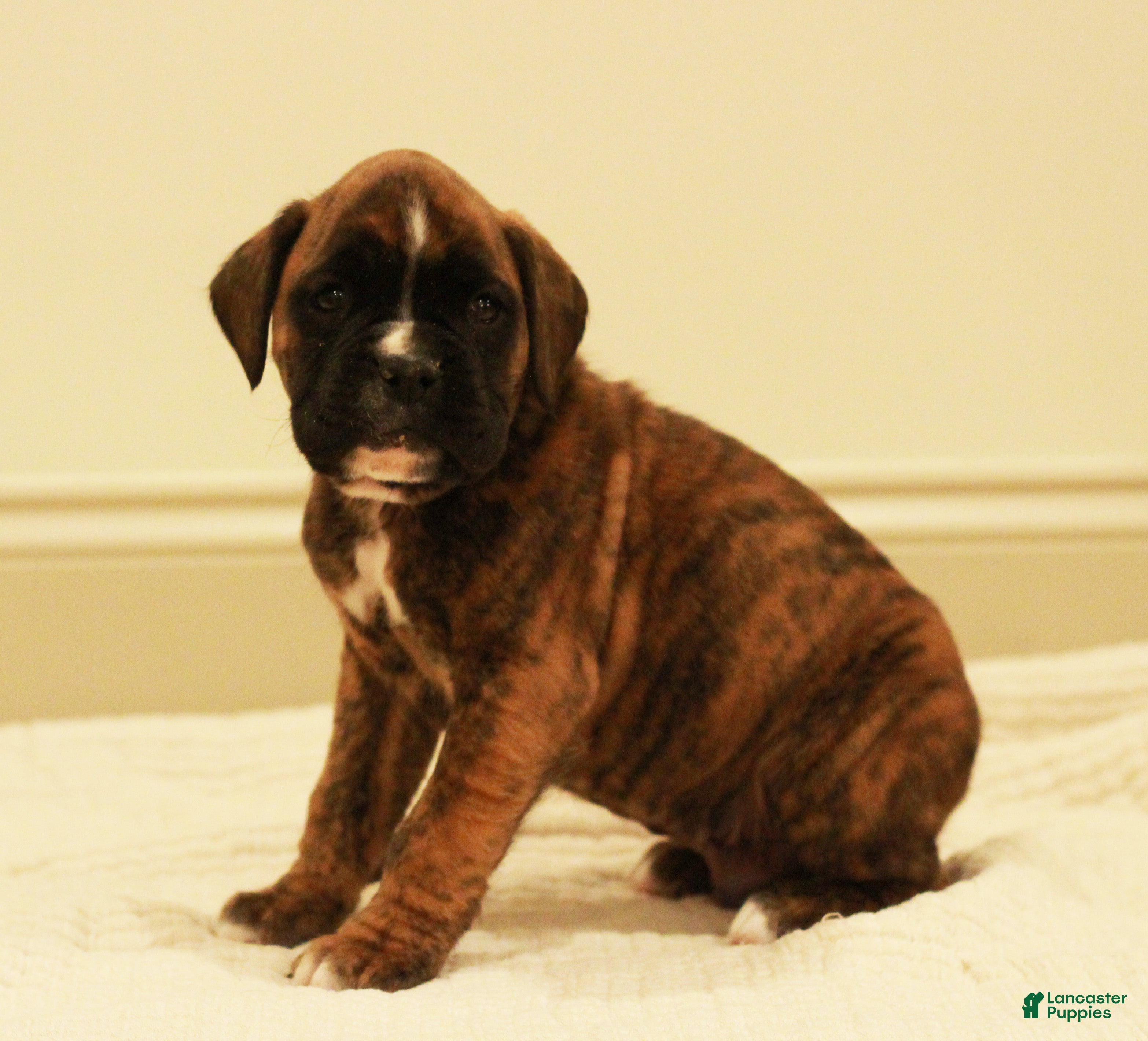 Boxer dogs Bruno - Ad 8