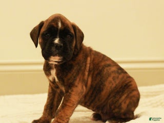 Boxer dogs Bruno - Ad 8
