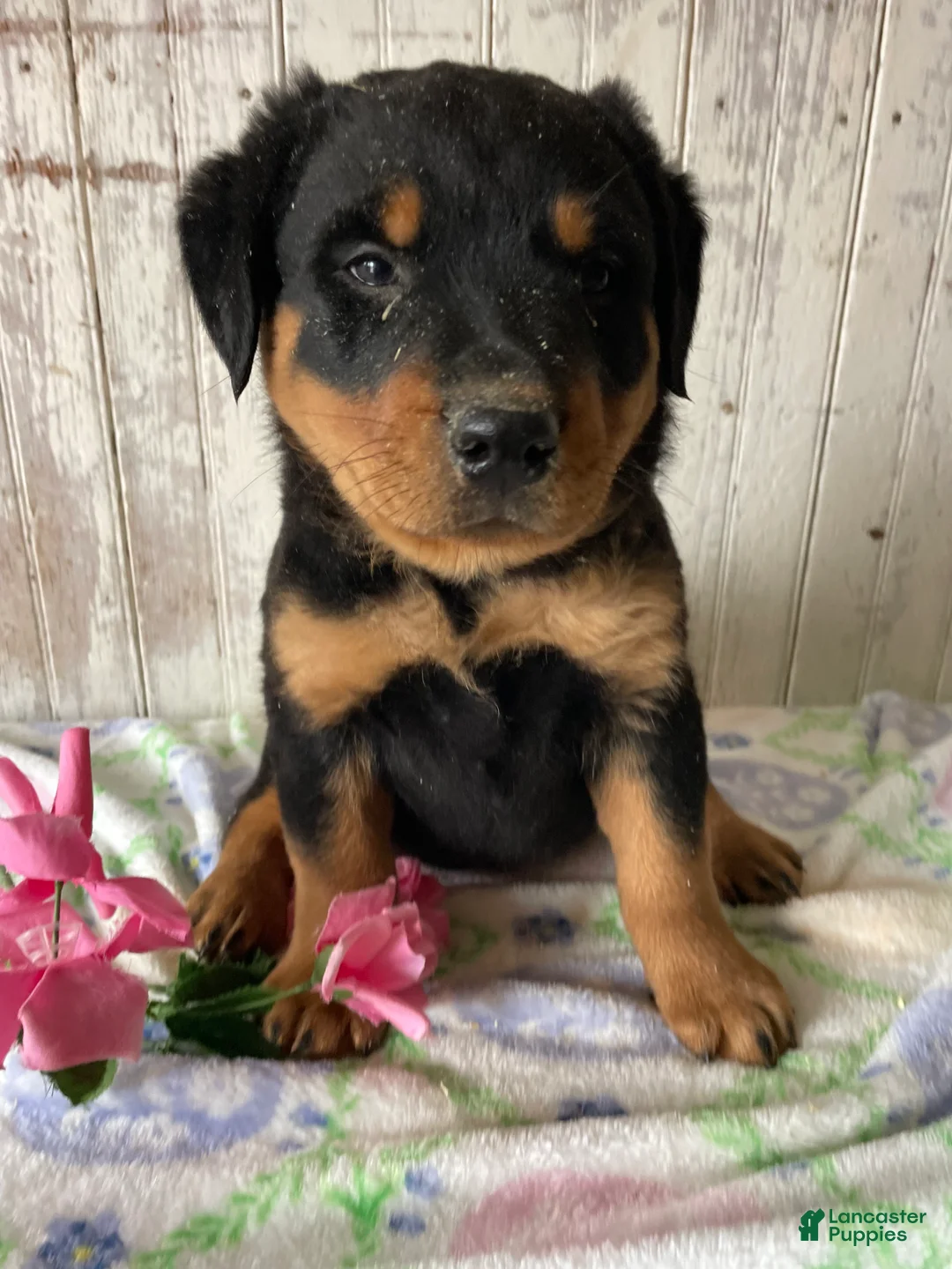 Rottweiler dogs for sale: Klaus - Ad 2