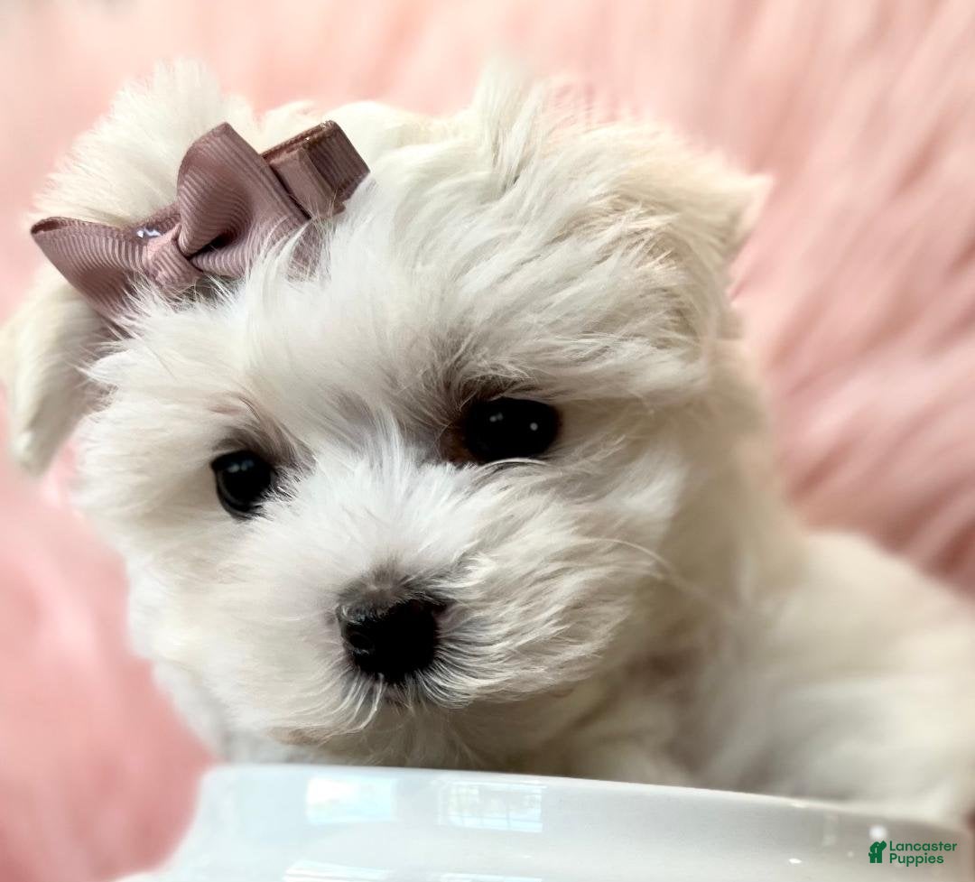 Maltese dogs for sale: Meet May! Maltese Puppy  - Ad 2