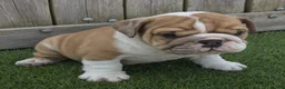 English Bulldog dogs for sale: Diesel - Ad 5