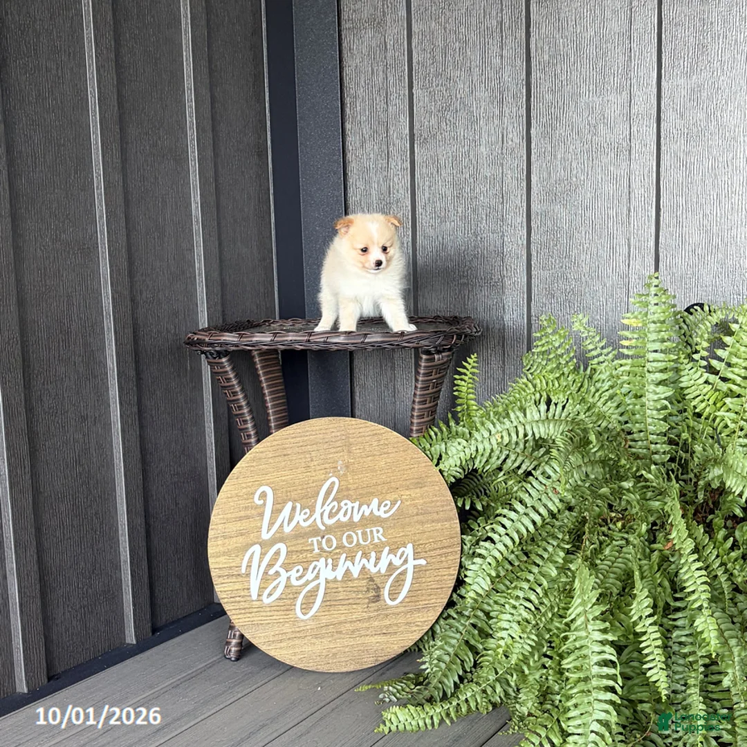 Pomeranian dogs for sale: Sari - Ad 1