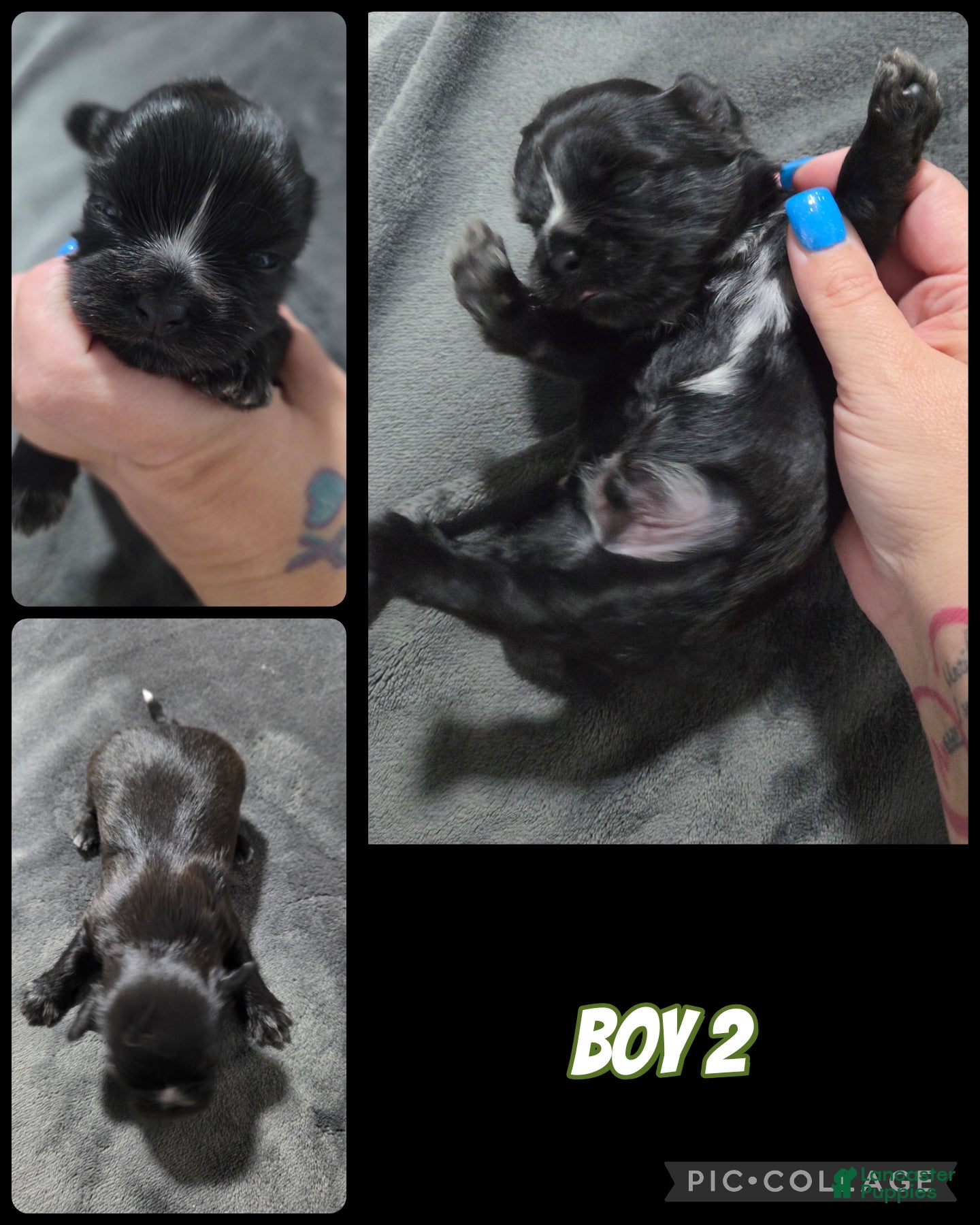 Shih Tzu dogs Shih Tzu boy 2 - Ad 37
