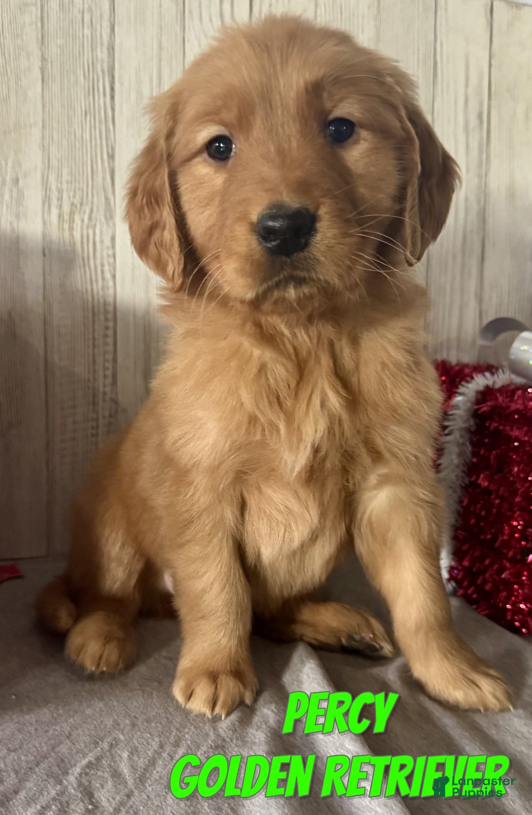 Golden Retriever dogs for sale: Percy - Ad 1