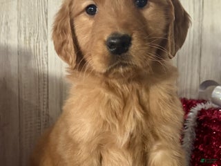 Golden Retriever dogs Percy - Ad 14