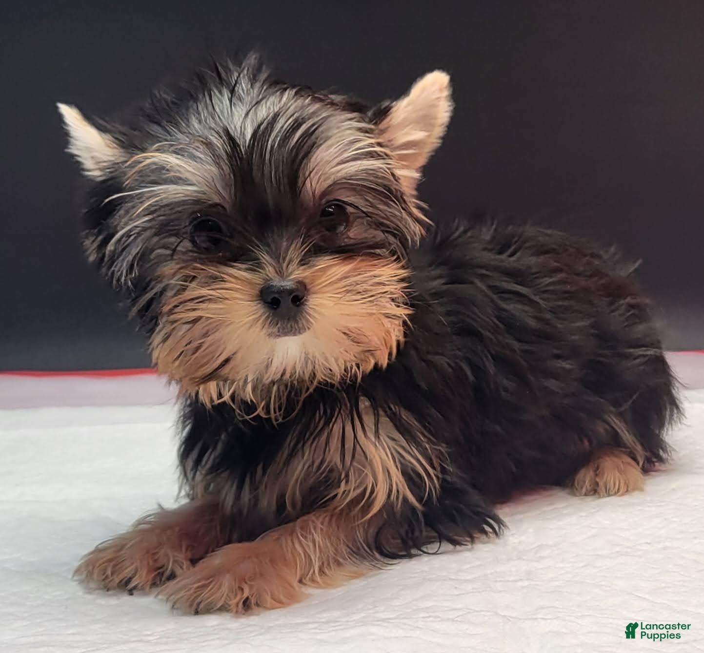 Yorkshire Terrier dogs Yorkshire Terrier 2 - Ad 1