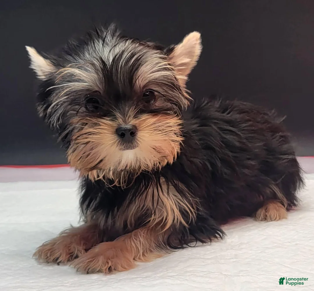 Yorkshire Terrier dogs for sale: Yorkshire Terrier 2 - Ad 1