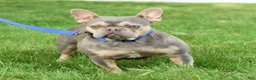 French Bulldog dogs for sale: Mojo - Ad 11