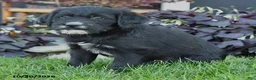 Mixed Breed dogs for sale: Chief - Ad 4