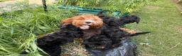 Mixed Breed dogs for sale: Rascal - Ad 7