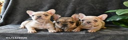 French Bulldog dogs for sale: Peaches - Ad 5