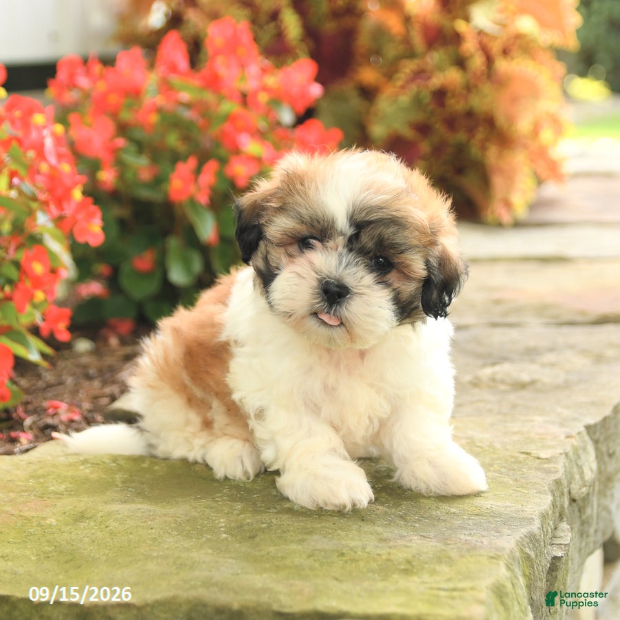 Teddy Bear dogs Jennifer - Ad 2