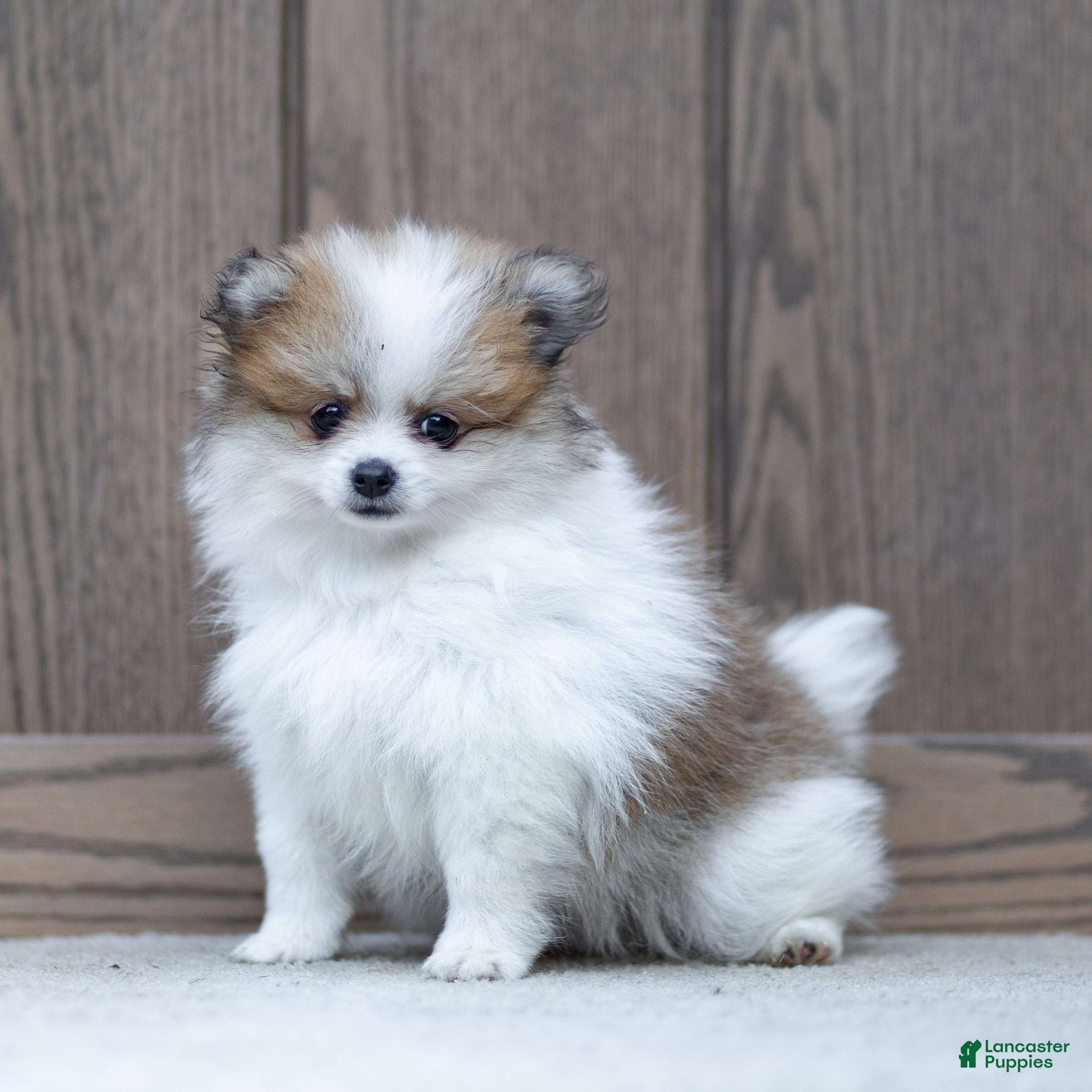 Pomeranian dogs Billy - Ad 2