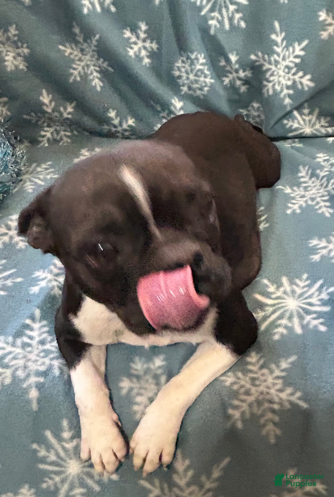 Boston Terrier dogs for sale: Boston Terrier Puppy 3 - Ad 2