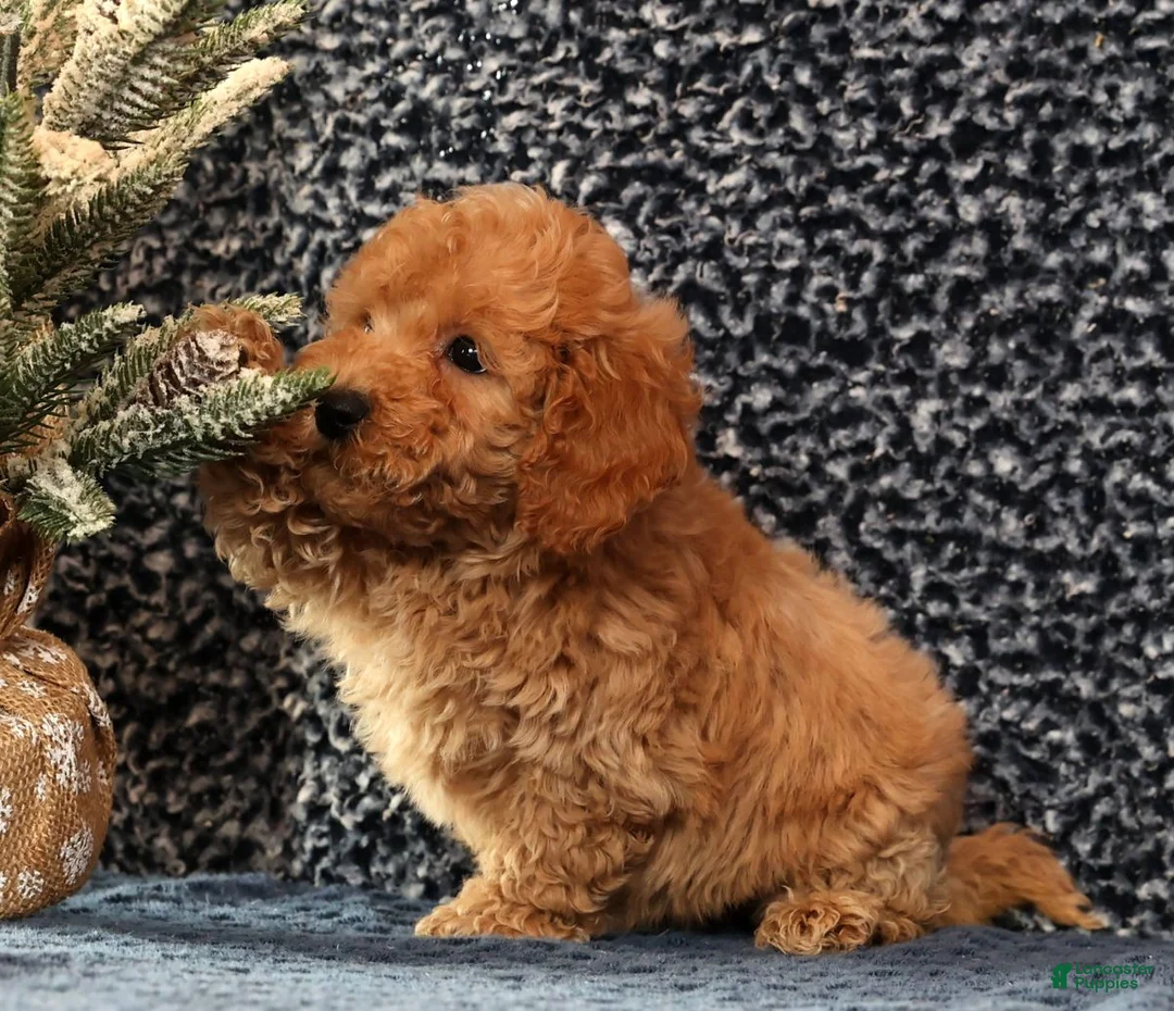 Bichpoo dogs for sale: Frisky - Ad 9