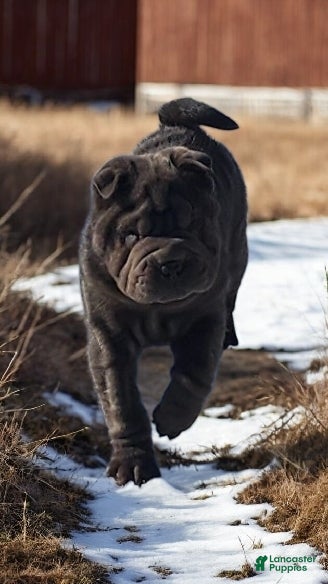 Shar Pei dogs Blue jeans blue mini - Ad 3