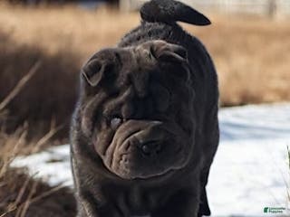 Shar Pei dogs Blue jeans blue mini - Ad 3