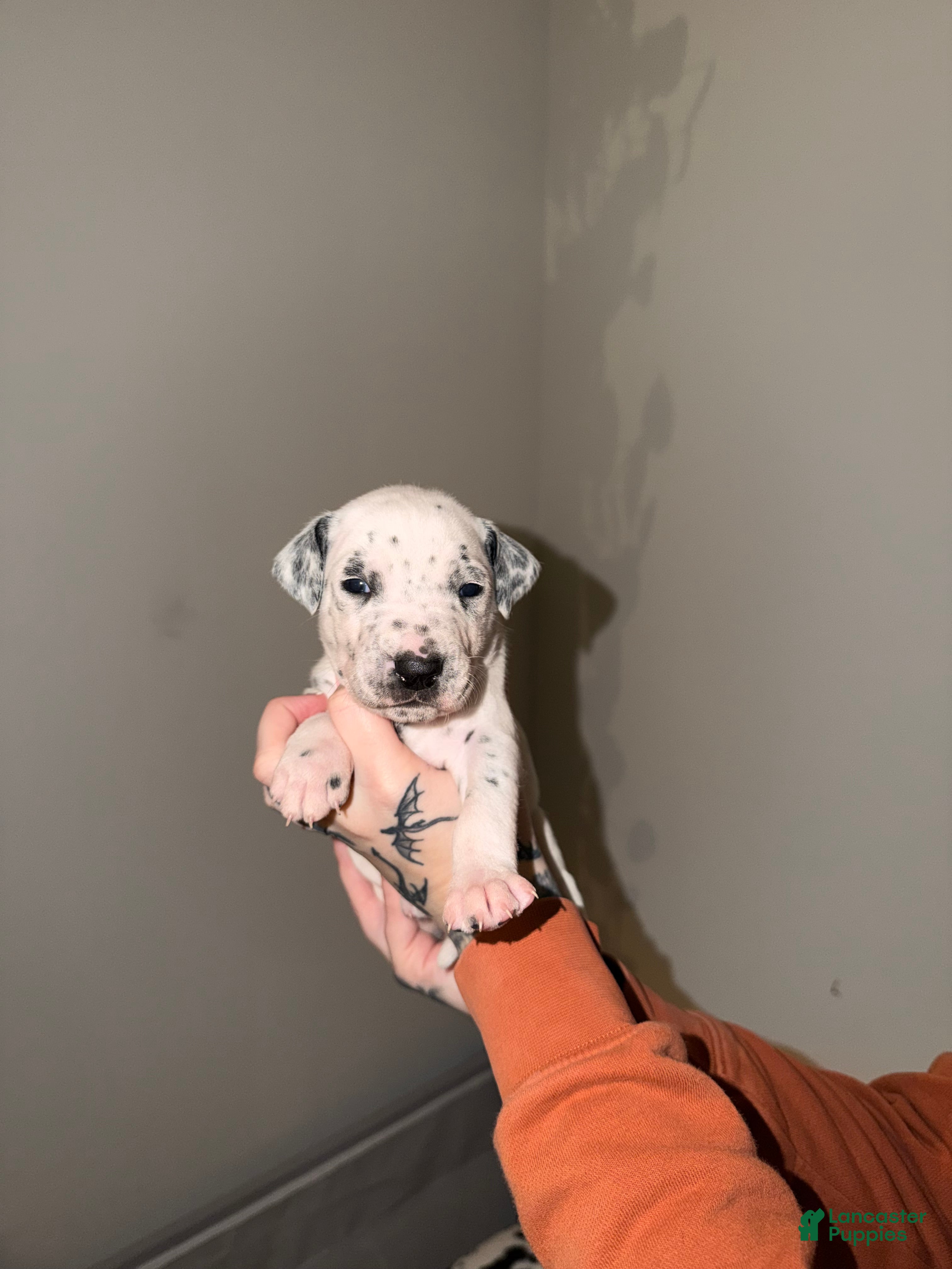 Dalmatian dogs Trouble - Ad 21