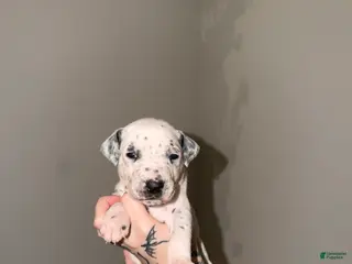 Dalmatian dogs Trouble - Ad 23