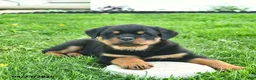 Rottweiler dogs for sale: Boston - Ad 5