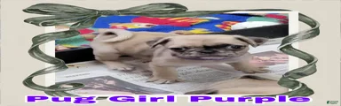 Pug Puppy Girl Purple