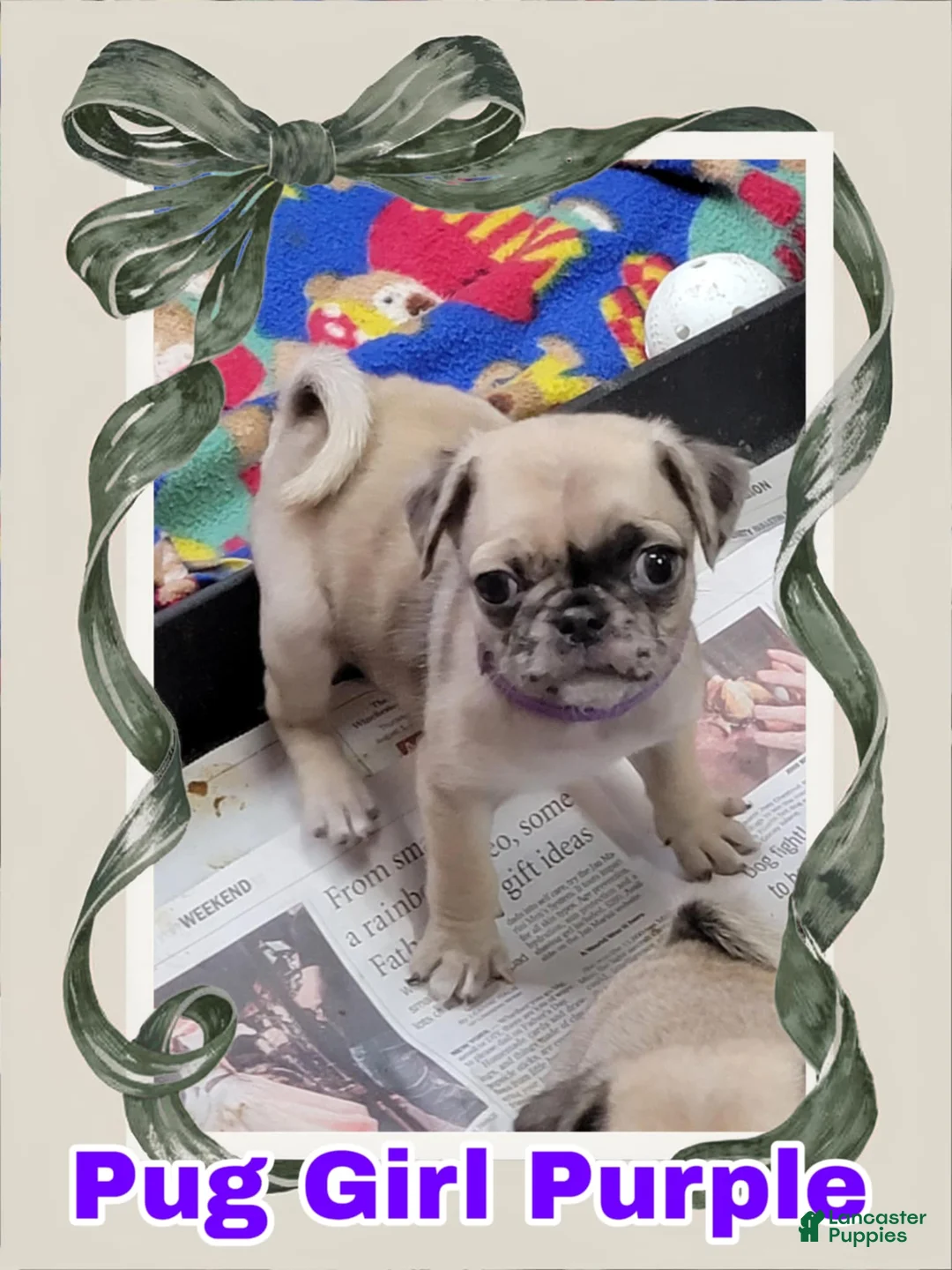 Pug dogs for sale: Pug Puppy Girl Purple - Ad 1