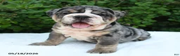 English Bulldog dogs for sale: Sera - Ad 1